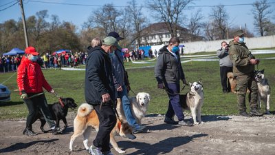 У Кропивницькому проходить всеукраїнська виставка собак У Кропивницькому проходить всеукраїнська виставка собак