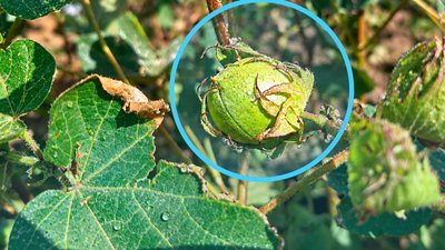 Бавовник, який вирощують на Одещині