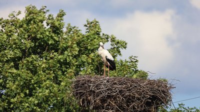 Обліки лелеки білого на Рівненщині, липень 2025 року