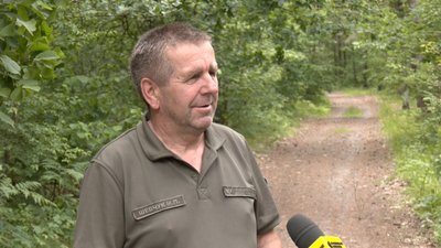 "Багато чорниць попримерзало": як на Волині цього року триває сезон збору лісової ягоди та яка ціна на неї — лісівник Микола Шевчук "Багато чорниць попримерзало": як на Волині цього року триває сезон збору лісової ягоди та яка ціна на неї — лісівник Микола Шевчук
