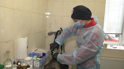Стерилізація кішки Стерилізація кішки