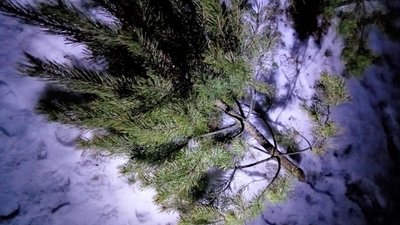 Рубали сосни: у Рівному упіймали жінку, а спільники втекли — поліція