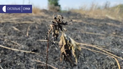 сморід суми сморід суми