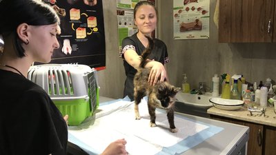 Евакуювані звірі після підриву дамби в Каховці Евакуювані звірі після підриву дамби в Каховці