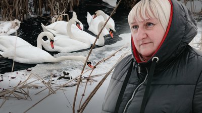 Лебеді у селі Великий Олексин на Рівненщині, 5 лютого 2026 року
