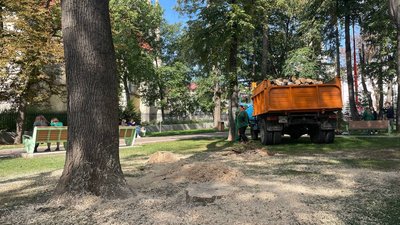 У сквері Кордуби зрізають сухостійні дерева