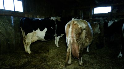 День святого Миколая на Чернігівщині: як живуть люди у селі зі співзвучною назвою Миколаївка День святого Миколая на Чернігівщині: як живуть люди у селі зі співзвучною назвою Миколаївка
