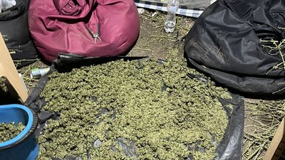 На Дніпропетровщині виявили плантацію конопель вартістю понад 3 млн грн