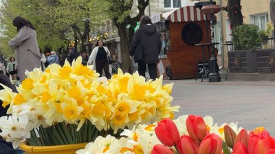 Весняна алергія, квітень 2026 року