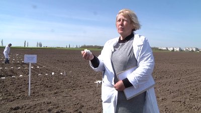 На Херсонщині намагаються відродити вирощування бавовнику