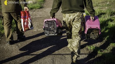 Війна й коти: евакуація тварин із колонії з-під Мар’їнки. Фоторепортаж Війна й коти: евакуація тварин із колонії з-під Мар’їнки. Фоторепортаж
