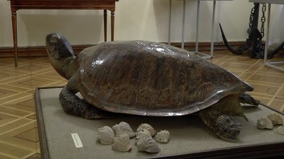 "Морські замальовки". Новою виставкою Миколаївський музей відновив роботу "Морські замальовки". Новою виставкою Миколаївський музей відновив роботу