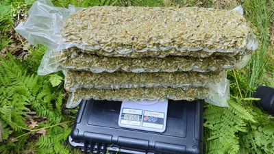 Наркотики, "Краснобалівські"