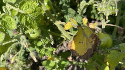 На фото помідори з пожовклим листям в коричневих плямах. На фото помідори з пожовклим листям в коричневих плямах.
