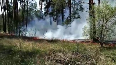 У селі Пряжів горів ліс – підозрюють підпал