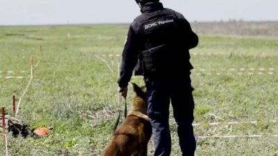 "Працюють 6 днів на тиждень": собаки-сапери розміновують території Миколаївщини "Працюють 6 днів на тиждень": собаки-сапери розміновують території Миколаївщини