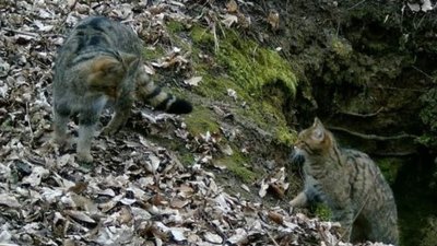 Їх двоє: на Тернопільщині зафіксували ще одного червонокнижного лісового кота Їх двоє: на Тернопільщині зафіксували ще одного червонокнижного лісового кота