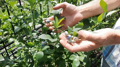 Хмельничанин вирощує на городі екзотичні рослини Хмельничанин вирощує на городі екзотичні рослини