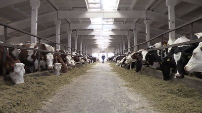 Фермерське господарство з Черкащини показало свою корову-рекордсменку Фермерське господарство з Черкащини показало свою корову-рекордсменку