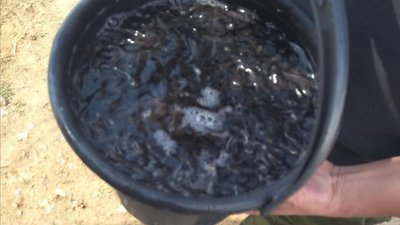 У Каховське водосховище на Херсонщині заселили сомів У Каховське водосховище на Херсонщині заселили сомів