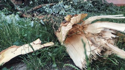 В Ужгороді біля будинків обвалилася гілка дерева. Коли там востаннє проводили огляд В Ужгороді біля будинків обвалилася гілка дерева. Коли там востаннє проводили огляд