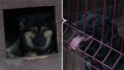 Боцман і Дозор - евакуйовані пси з Донеччини