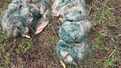 Риба, яку виловив браконьєр в Берестинському районі Харківщини