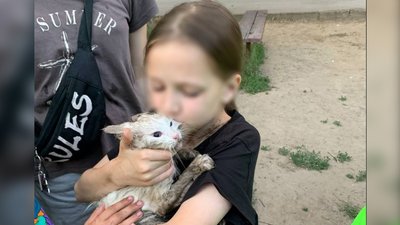 Котика врятували у Запоріжжі: тварина не могла спуститися з високого дерева