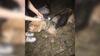Одну врятували, іншу не встигли: на Чернігівщині волонтери забрали собак від власника, який морив їх голодом Одну врятували, іншу не встигли: на Чернігівщині волонтери забрали собак від власника, який морив їх голодом