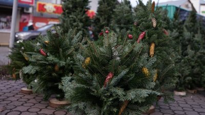 "Військовим роблять знижки". Де у Чернівцях купити ялинку: що продають та які ціни "Військовим роблять знижки". Де у Чернівцях купити ялинку: що продають та які ціни