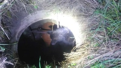 У Франківську рятувальники витягнули собаку з каналізаційного колодязя