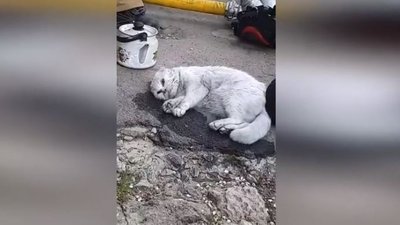 У місті на Черкащині з пожежі у багатоповерхівці врятували кота. Люди не травмувалися