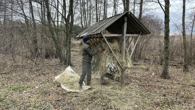 Кукурудза, сіль та сіно: у лісгоспах Полтавщини почали підгодівлю звірів Кукурудза, сіль та сіно: у лісгоспах Полтавщини почали підгодівлю звірів