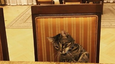 У Львові загубився кіт, який жив у Ратуші. Садовий обіцяє подарунок за розшук