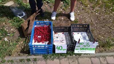 У Луцьку п'ятикласники продають черешні та збирають гроші на "Байрактар" У Луцьку п'ятикласники продають черешні та збирають гроші на "Байрактар"