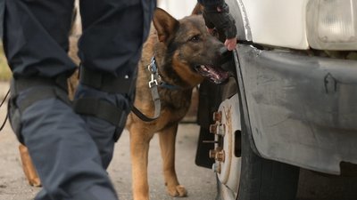 Вівчарка Харті шукає вибухівку, залишену військовими РФ на Сумщині Вівчарка Харті шукає вибухівку, залишену військовими РФ на Сумщині