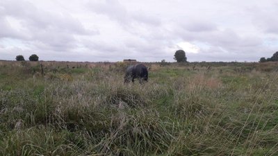 У громаді на Волині врятували коня, який три дні провів у водоймі