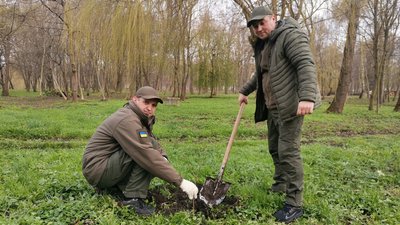 У парку в Тернополі висадили саджанці дуба Шевченка У парку в Тернополі висадили саджанці дуба Шевченка