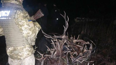 Білорус та українці незаконно збирали роги диких тварин у Чорнобильській зоні