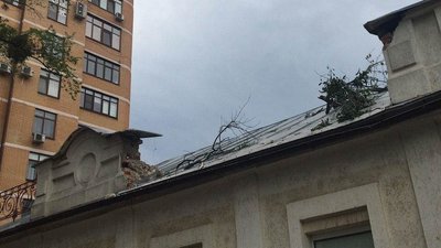 У Харкові через вітер дерево впало на двох чоловіків У Харкові через вітер дерево впало на двох чоловіків