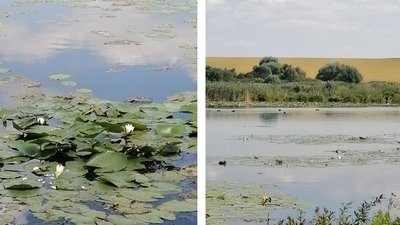 На Черкащині скорочується популяція білого латаття
