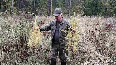 Знищення та пошкодження лісових культур призначених під лісовідновлення за статтею 65 КУпАП. Фото: Славутський лісгосп Знищення та пошкодження лісових культур призначених під лісовідновлення за статтею 65 КУпАП. Фото: Славутський лісгосп