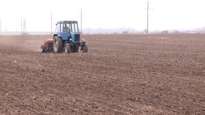 Тисячі гектарів ячменю і пшениці. Як на Франківщині сіють ярі зернові? Тисячі гектарів ячменю і пшениці. Як на Франківщині сіють ярі зернові?