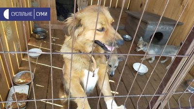Притулок для тварин у Сумах Притулок для тварин у Сумах