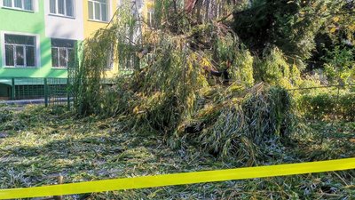 На території луцької школи впало дерево: екологи пояснили чому