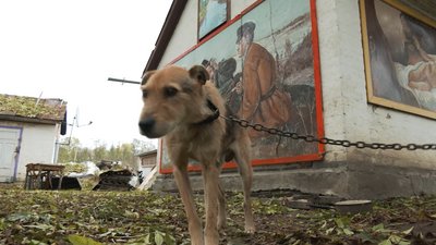 Облаштував галерею в подвір'ї. Василь Лихопій Облаштував галерею в подвір'ї. Василь Лихопій