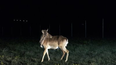 На Одещині відновлюють популяцію куланів та ланей На Одещині відновлюють популяцію куланів та ланей