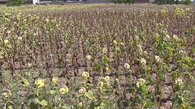 Аграрії Миколаївщини жаліються на низьку врожайність соняшника Аграрії Миколаївщини жаліються на низьку врожайність соняшника