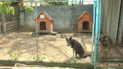 карбівська карбівська