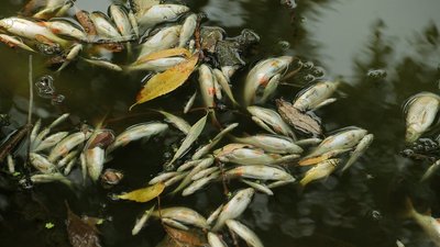 У водоймах Чернігова масово гине риба: що сталося та якими будуть наслідки? У водоймах Чернігова масово гине риба: що сталося та якими будуть наслідки?